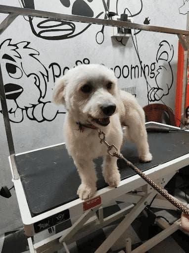 A white dog on the grooming table in front of the pet grooming mural