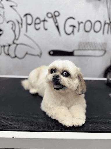 A fluffy white Shih Tzu on the grooming table
