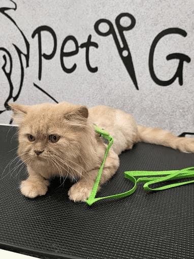 A cream Persian cat at the grooming table