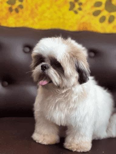 A freshly groomed Shih Tzu relaxing on the sofa at Apple Pets