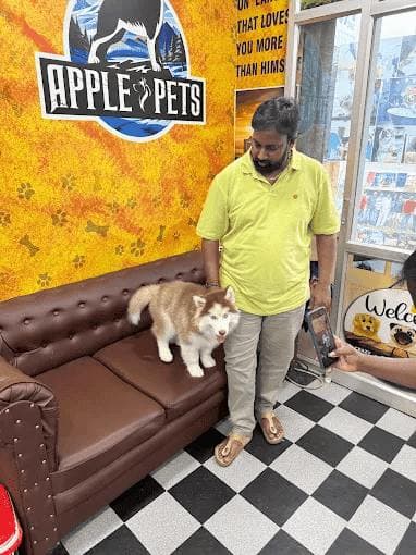 The Apple Pets team with a husky in the Ambattur store