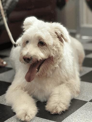 A happy white dog lying on the shop floor